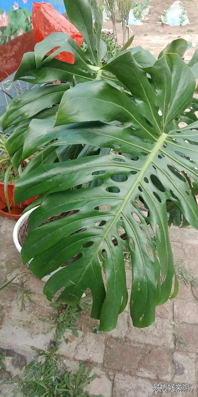 龟背竹5月份可以换盆吗?