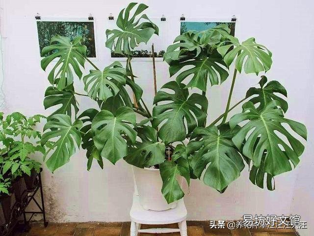 龟背竹5月份可以换盆吗?