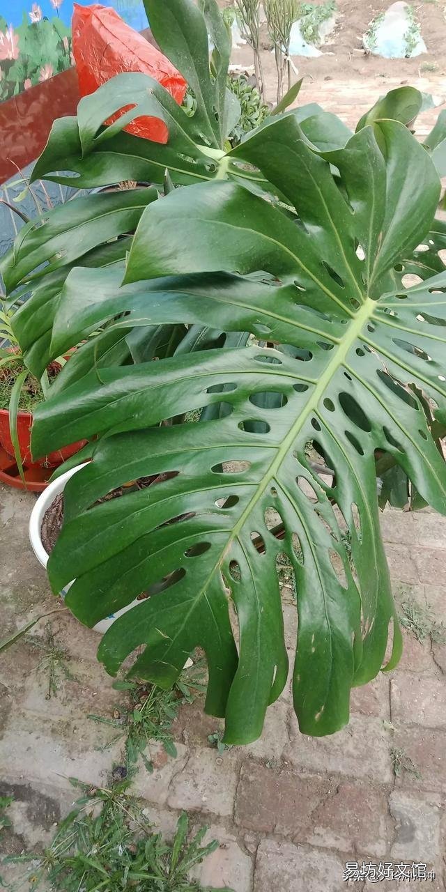 龟背竹5月份可以换盆吗?