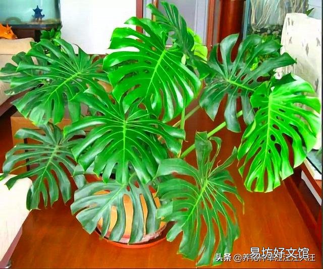 龟背竹5月份可以换盆吗?