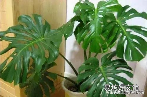龟背竹5月份可以换盆吗?