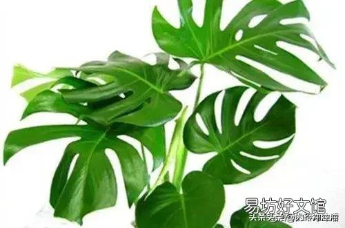 龟背竹5月份可以换盆吗?