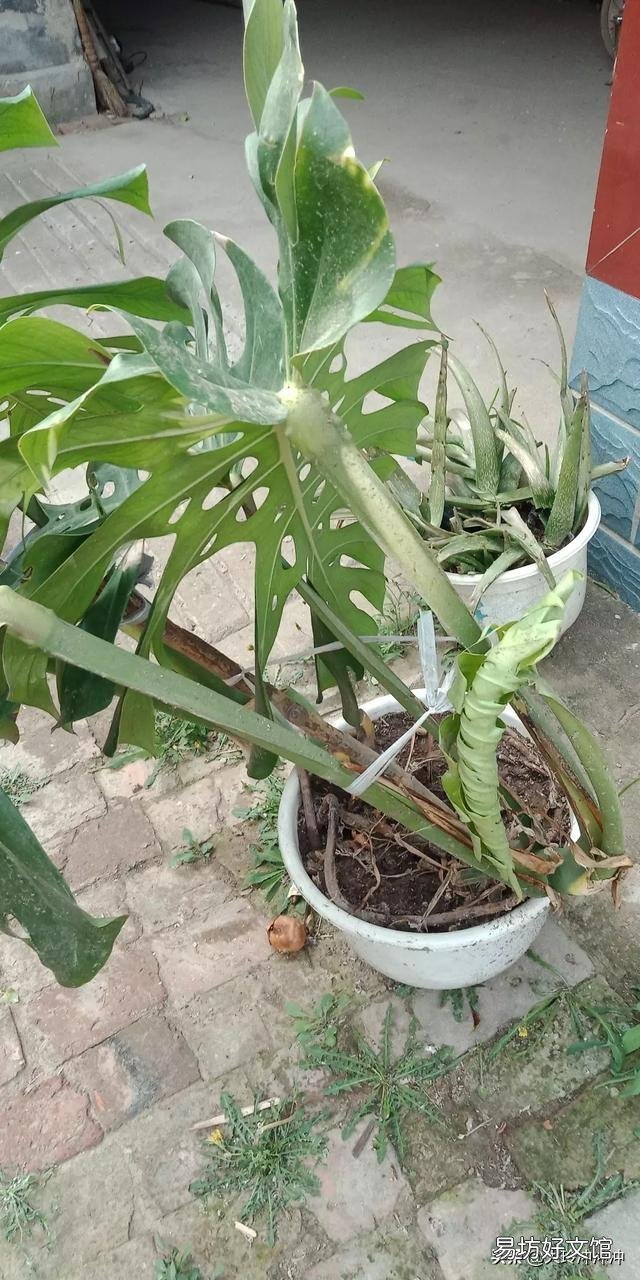 龟背竹5月份可以换盆吗?