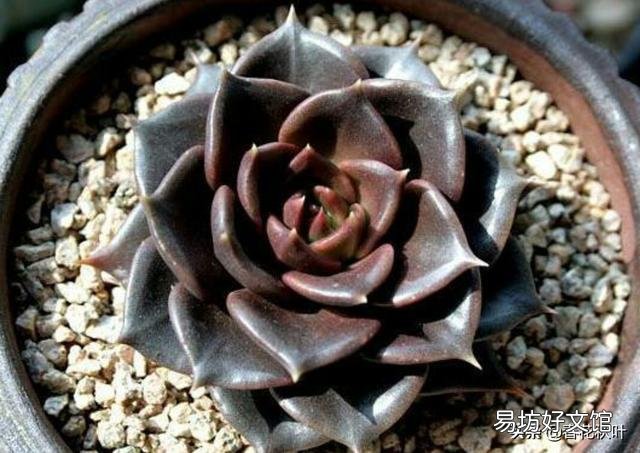 刚种植5-6天的黑王子,潮土种的,到现在没浇过水,怎么张开了?