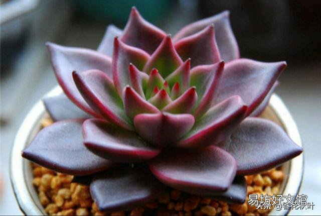 刚种植5-6天的黑王子,潮土种的,到现在没浇过水,怎么张开了?