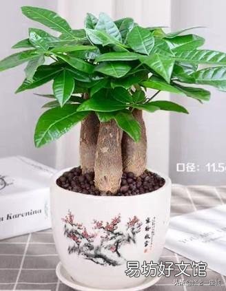 发财树浇水多了根茎腐烂怎么办?