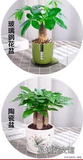 发财树浇水多了根茎腐烂怎么办?