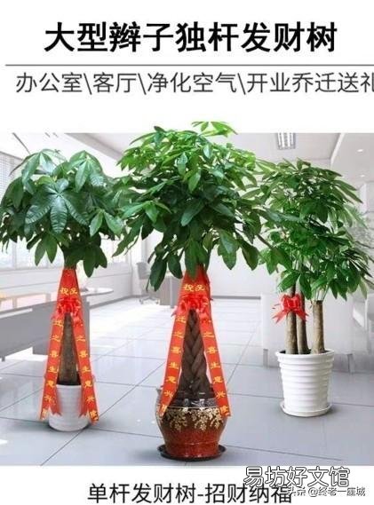 发财树浇水多了根茎腐烂怎么办?