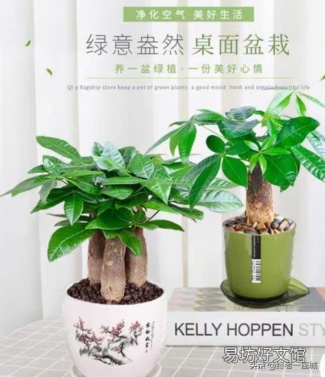 发财树浇水多了根茎腐烂怎么办?