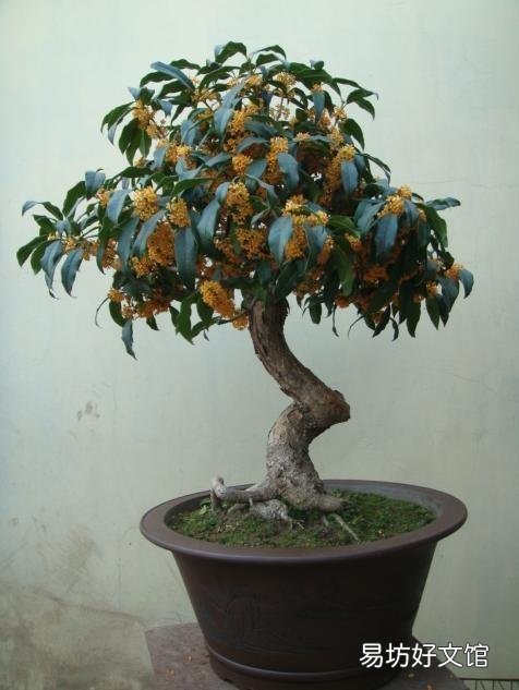 桂花春天葉子打卷怎么回事？