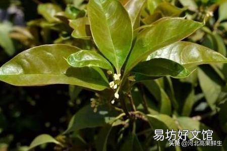 桂花春天葉子打卷怎么回事？