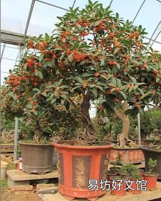 桂花春天葉子打卷怎么回事？
