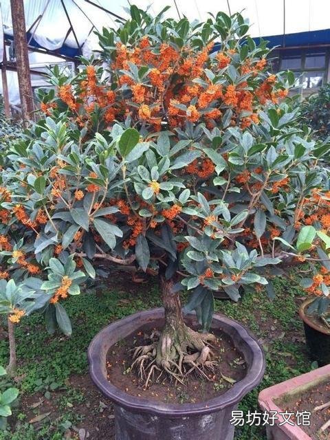 桂花春天葉子打卷怎么回事？