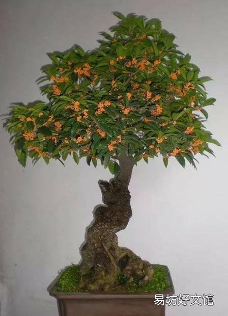 桂花春天葉子打卷怎么回事？