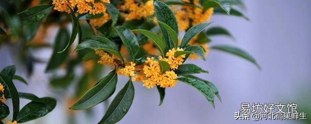 桂花春天葉子打卷怎么回事？