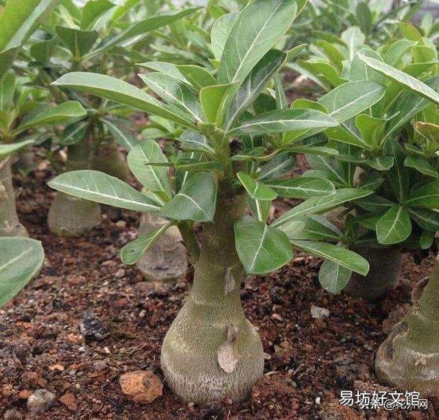 沙漠玫瑰土里面可以放石子吗?