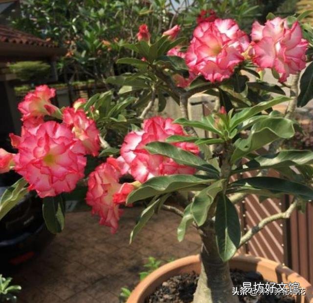 沙漠玫瑰土里面可以放石子吗?