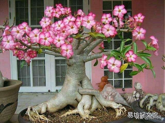 沙漠玫瑰土里面可以放石子吗?