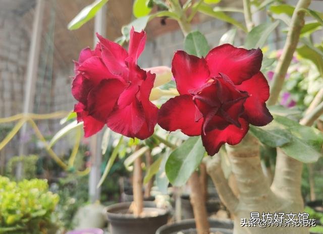 沙漠玫瑰土里面可以放石子吗?