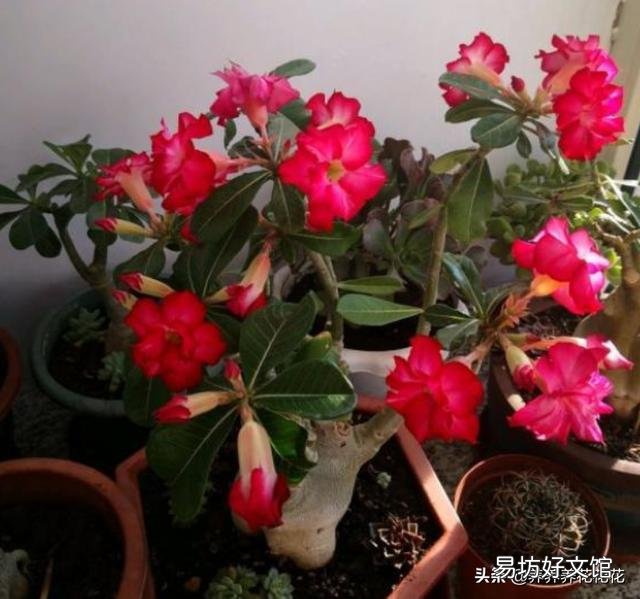 沙漠玫瑰土里面可以放石子吗?