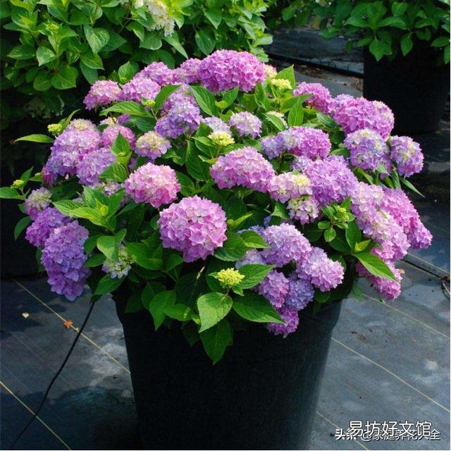 绣球花从花苞到开花,大概要多久?养护时,该注意些什么?