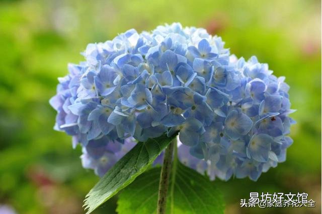 绣球花从花苞到开花,大概要多久?养护时,该注意些什么?