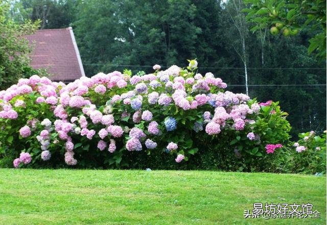 绣球花从花苞到开花,大概要多久?养护时,该注意些什么?