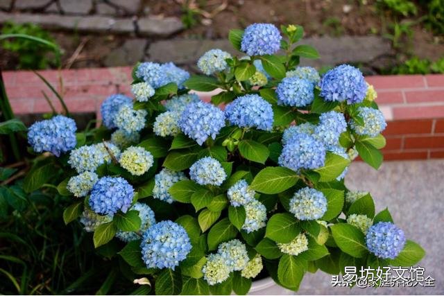 绣球花从花苞到开花,大概要多久?养护时,该注意些什么?