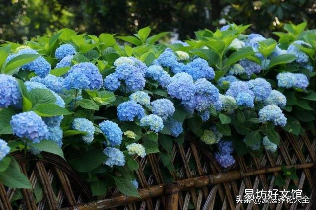 绣球花从花苞到开花,大概要多久?养护时,该注意些什么?