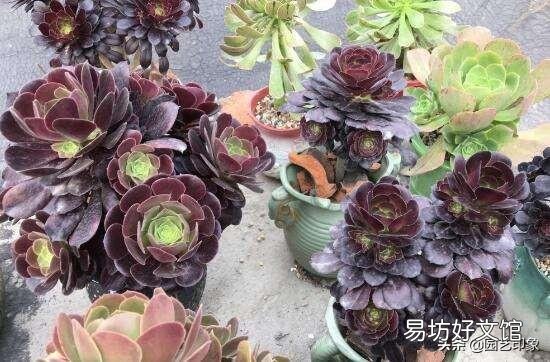 新买的法师上盆后多久浇水?
