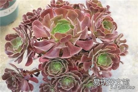 新买的法师上盆后多久浇水?