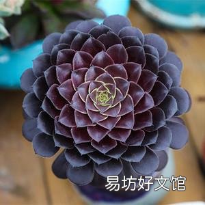 新买的法师上盆后多久浇水?