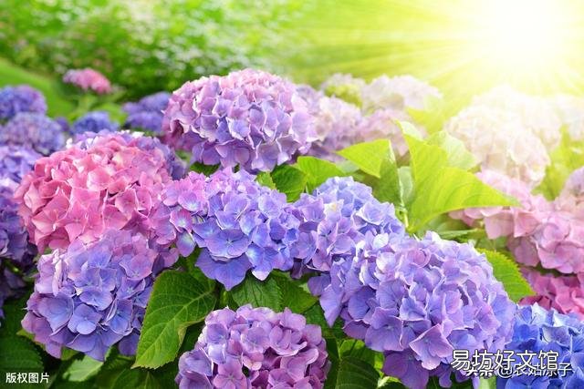 怎样才能养好绣球花?