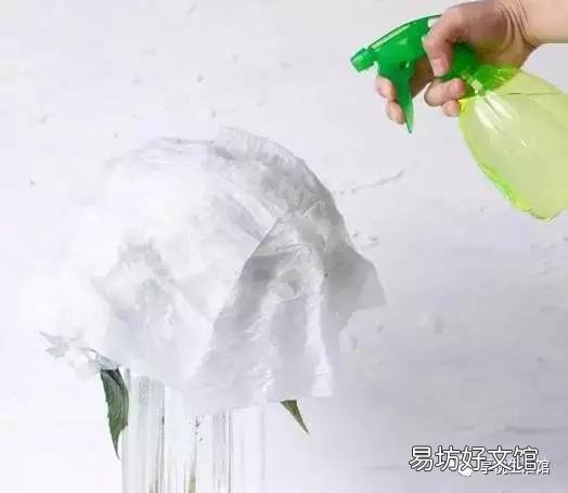 怎样才能养好绣球花?