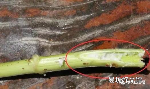 怎样才能养好绣球花?