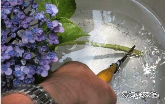 怎样才能养好绣球花?