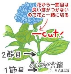 怎样才能养好绣球花?