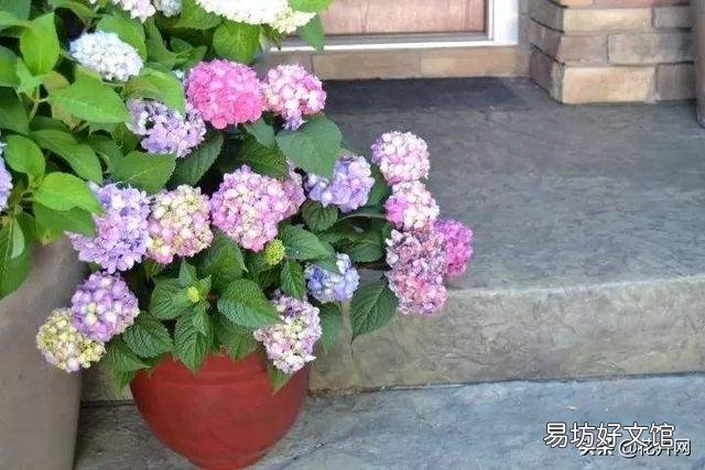 怎样才能养好绣球花?