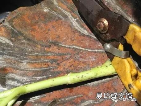 怎样才能养好绣球花?