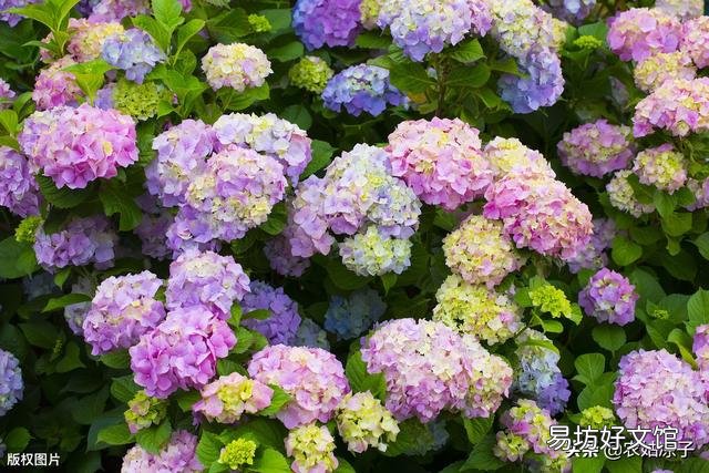 怎样才能养好绣球花?