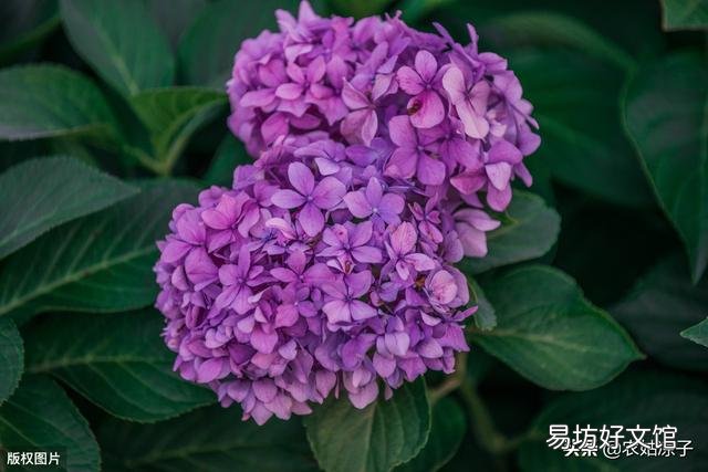 怎样才能养好绣球花?
