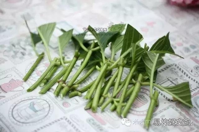 怎样才能养好绣球花?