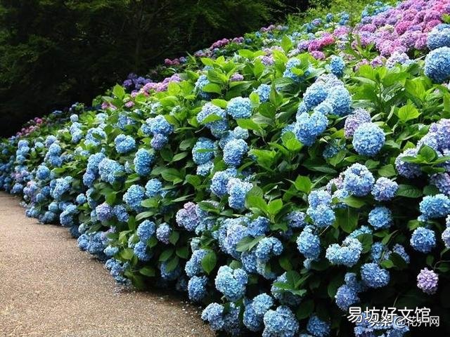 怎样才能养好绣球花?