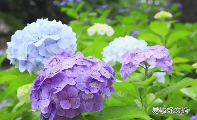 怎样才能养好绣球花?