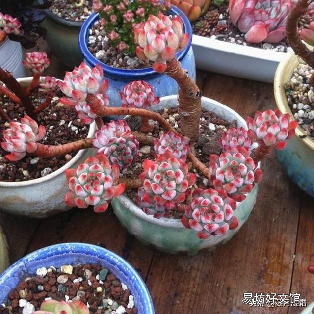 多肉没有修根直接种的可以活吗,怎么养护好?