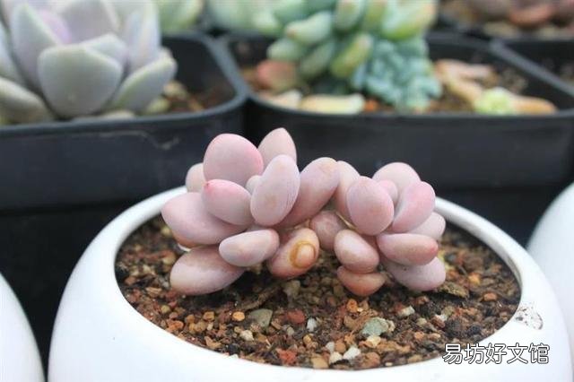 多肉没有修根直接种的可以活吗,怎么养护好?