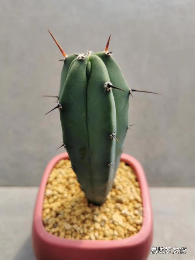 多肉没有修根直接种的可以活吗,怎么养护好?
