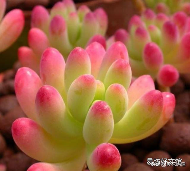 多肉没有修根直接种的可以活吗,怎么养护好?