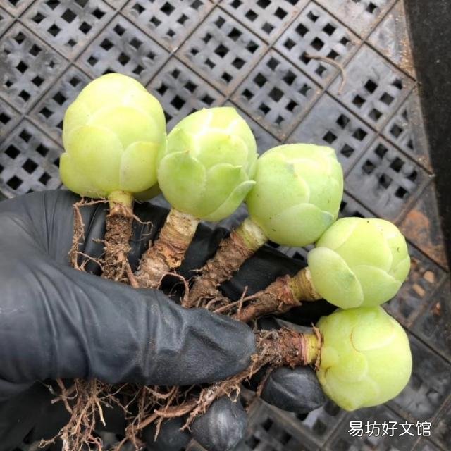 多肉没有修根直接种的可以活吗,怎么养护好?