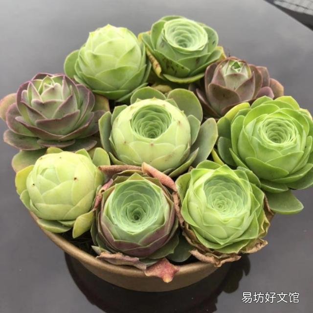 多肉没有修根直接种的可以活吗,怎么养护好?